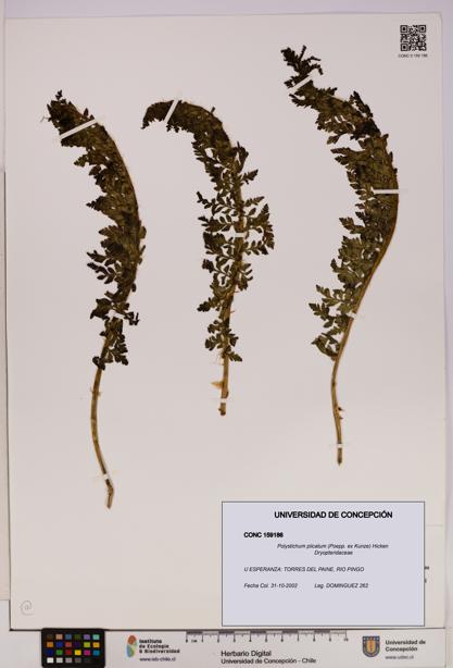 Polystichum plicatum [Espécimen: UDEC:CONC:0159186]
