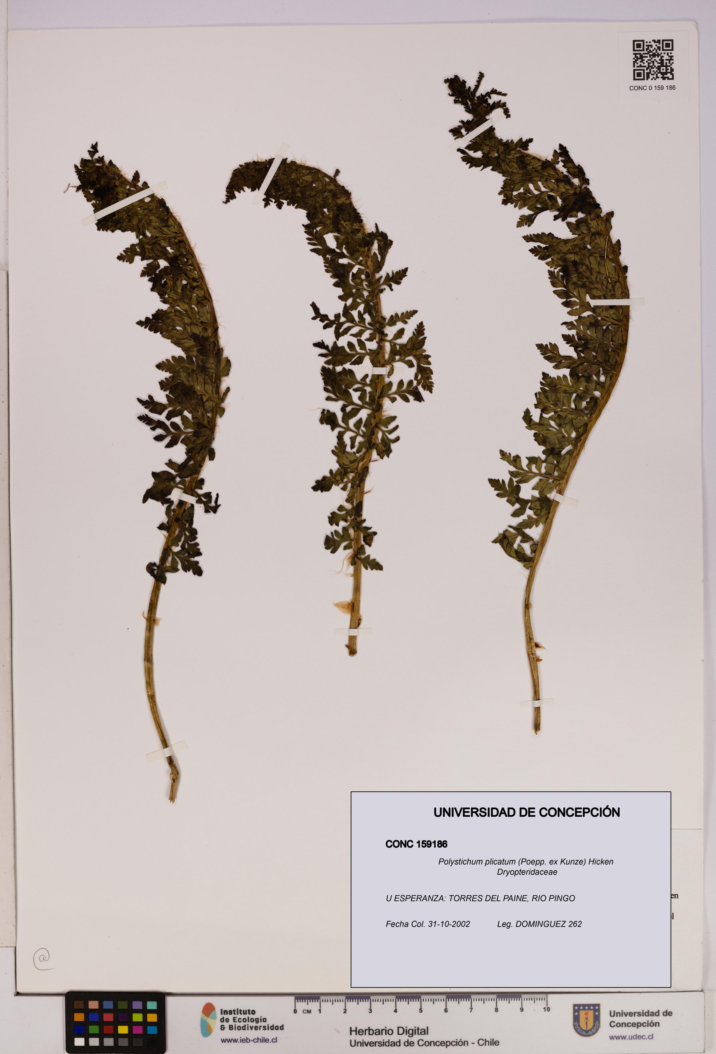 Polystichum plicatum [Espécimen: UDEC:CONC:0159186]