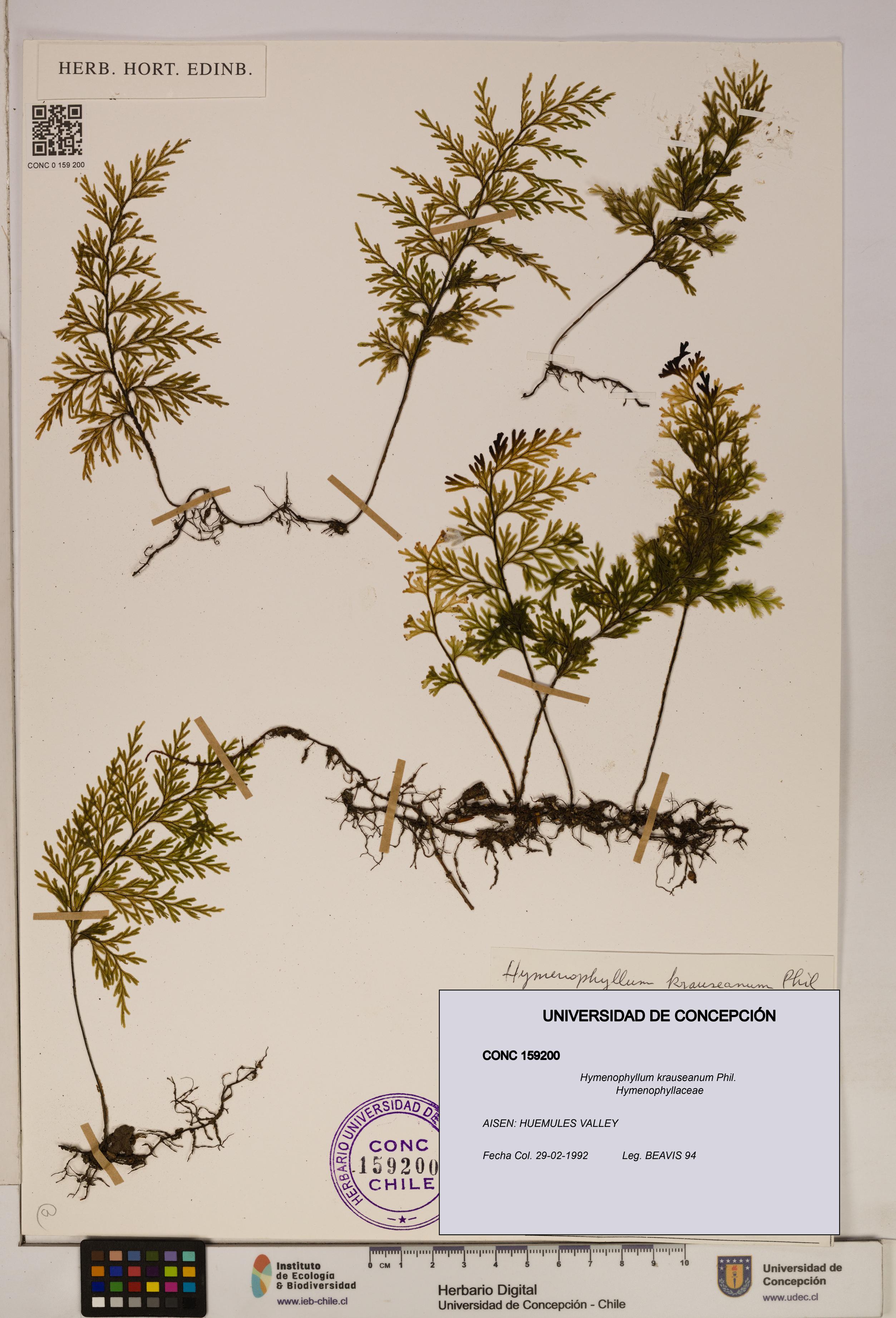 Hymenophyllum krauseanum [Espécimen: ]