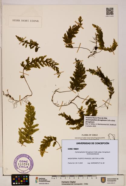 Hymenophyllum ferrugineum [Espécimen: UDEC:CONC:0159201]