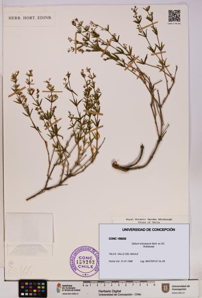 Galium eriocarpum [Espécimen: UDEC:CONC:0159202]