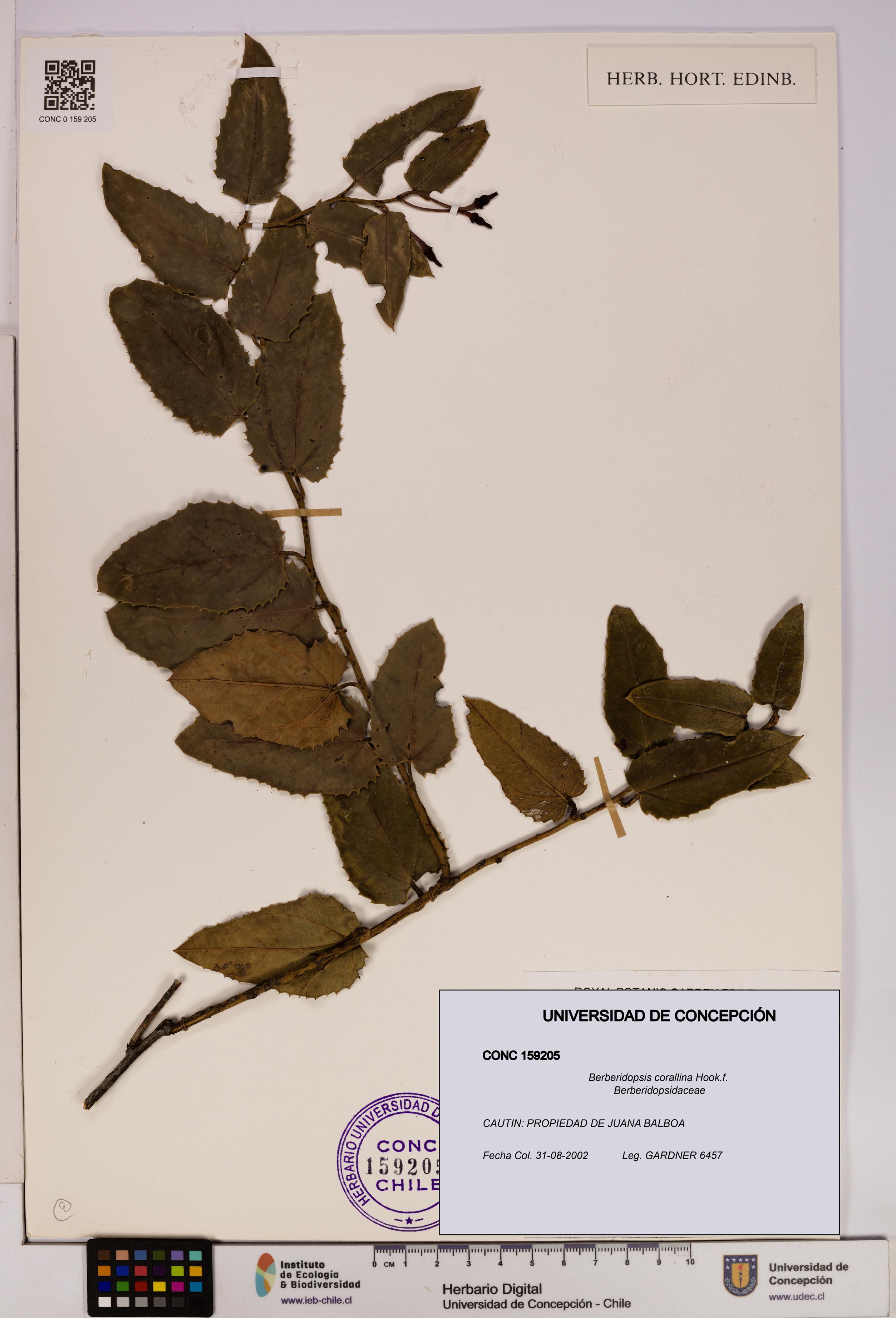 Berberidopsis corallina [Espécimen: UDEC:CONC:0159205]