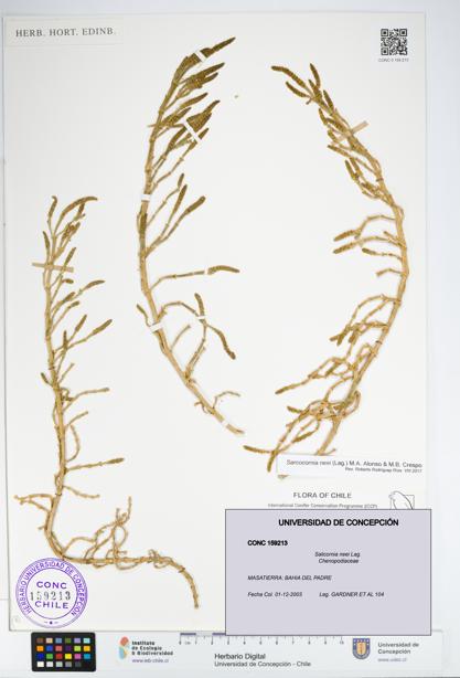 Sarcocornia neei [Espécimen: UDEC:CONC:0159213]