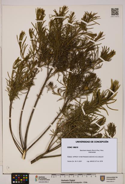 Baccharis linearis [Espécimen: UDEC:CONC:0159215]