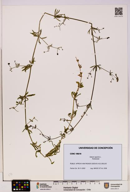 Galium aparine [Espécimen: UDEC:CONC:0159218]