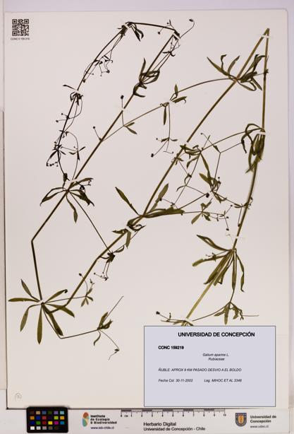 Galium aparine [Espécimen: UDEC:CONC:0159219]