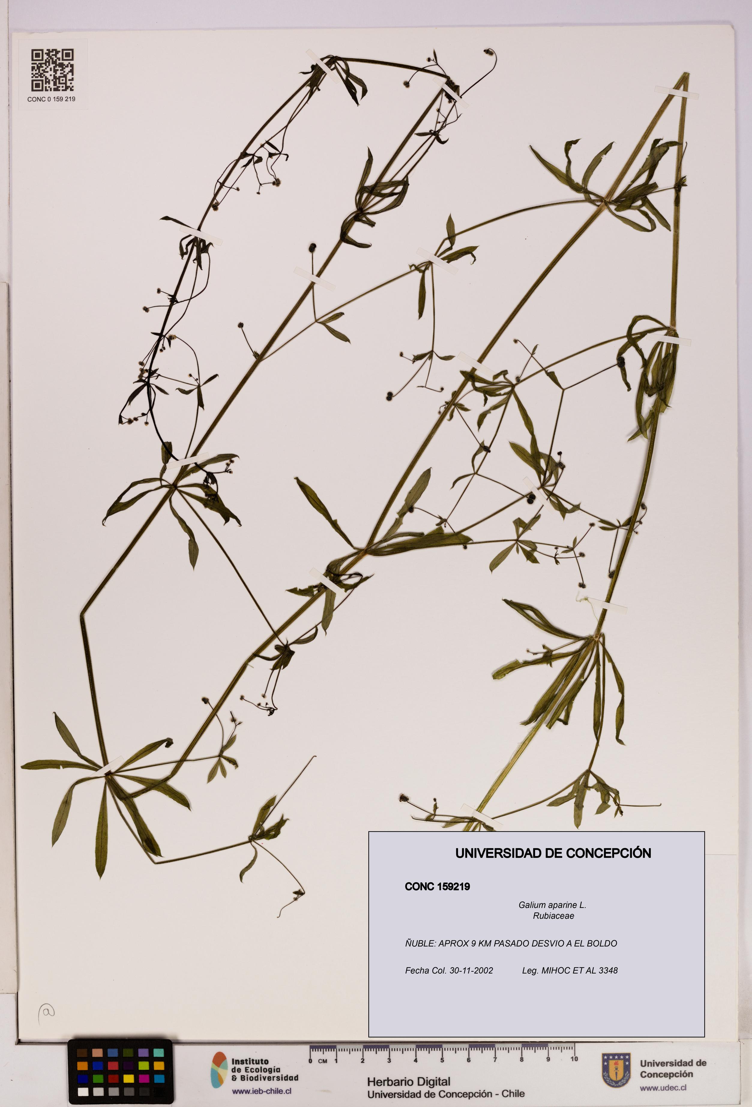 Galium aparine [Espécimen: UDEC:CONC:0159219]