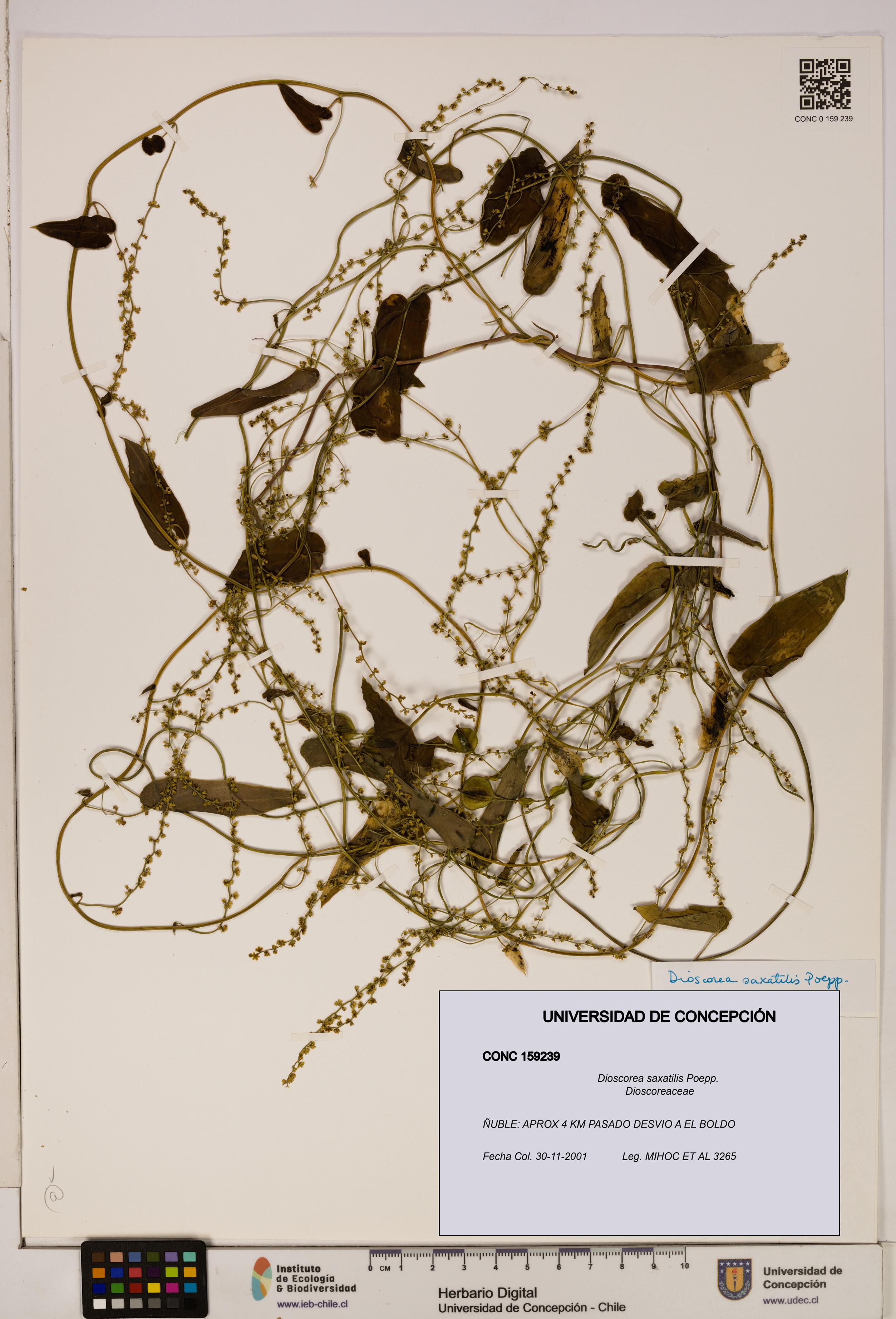 Dioscorea saxatilis [Espécimen: ]