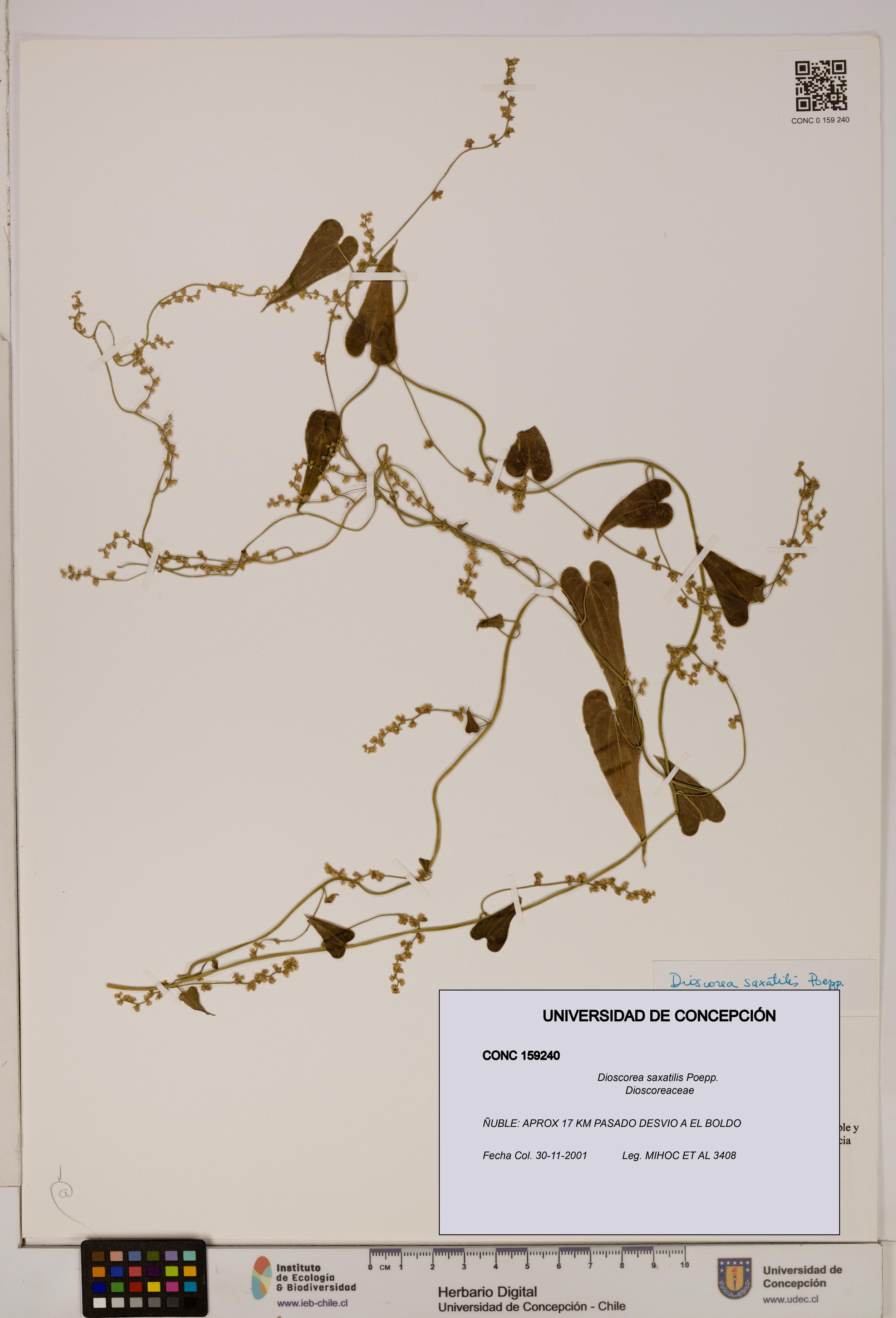 Dioscorea saxatilis [Espécimen: ]