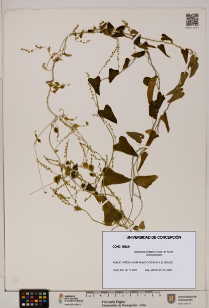 Dioscorea bridgesii [Espécimen: ]