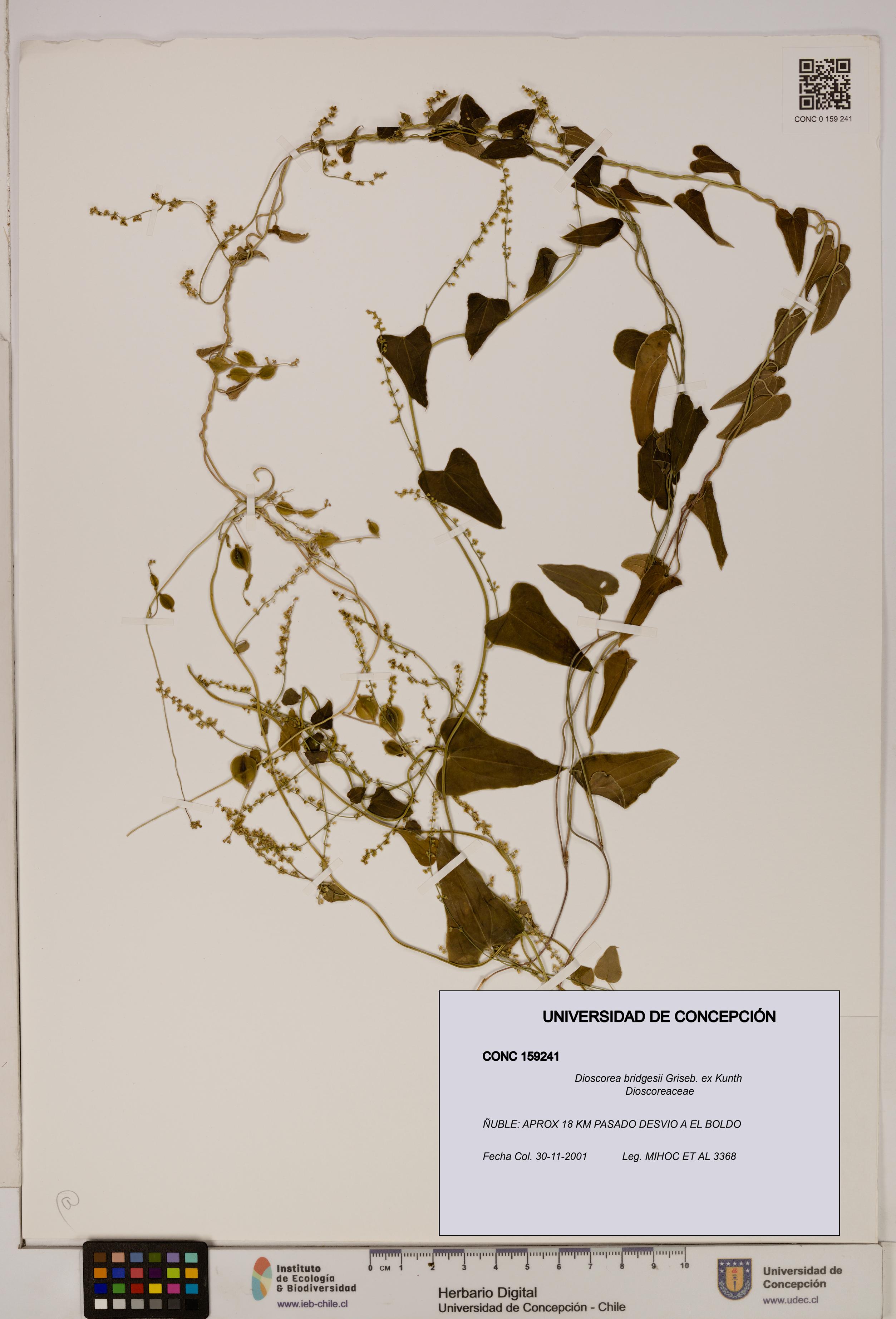 Dioscorea bridgesii [Espécimen: ]