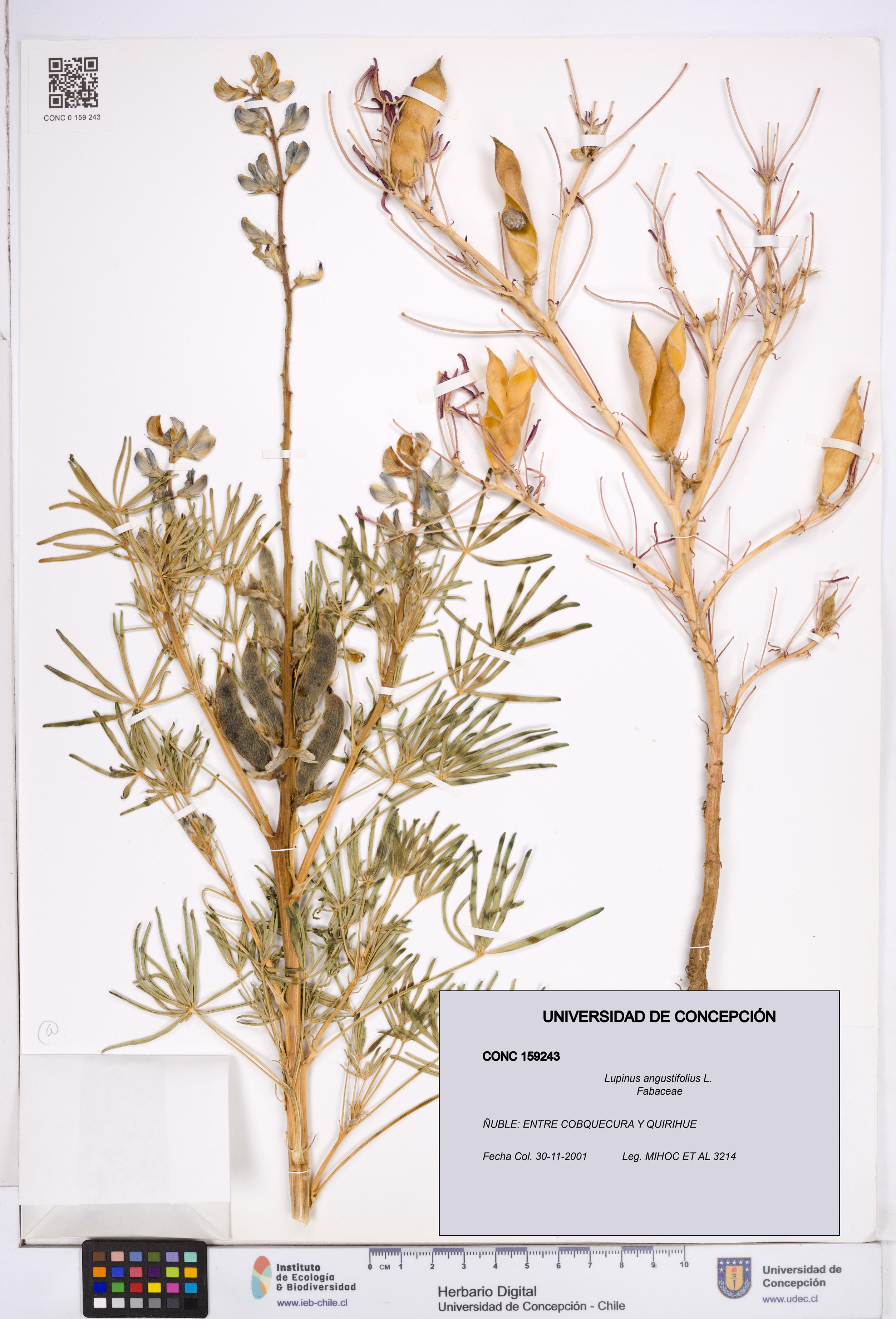 Lupinus angustifolius [Espécimen: ]