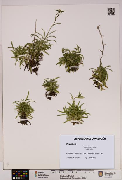 Perezia linearis [Espécimen: UDEC:CONC:0159256]