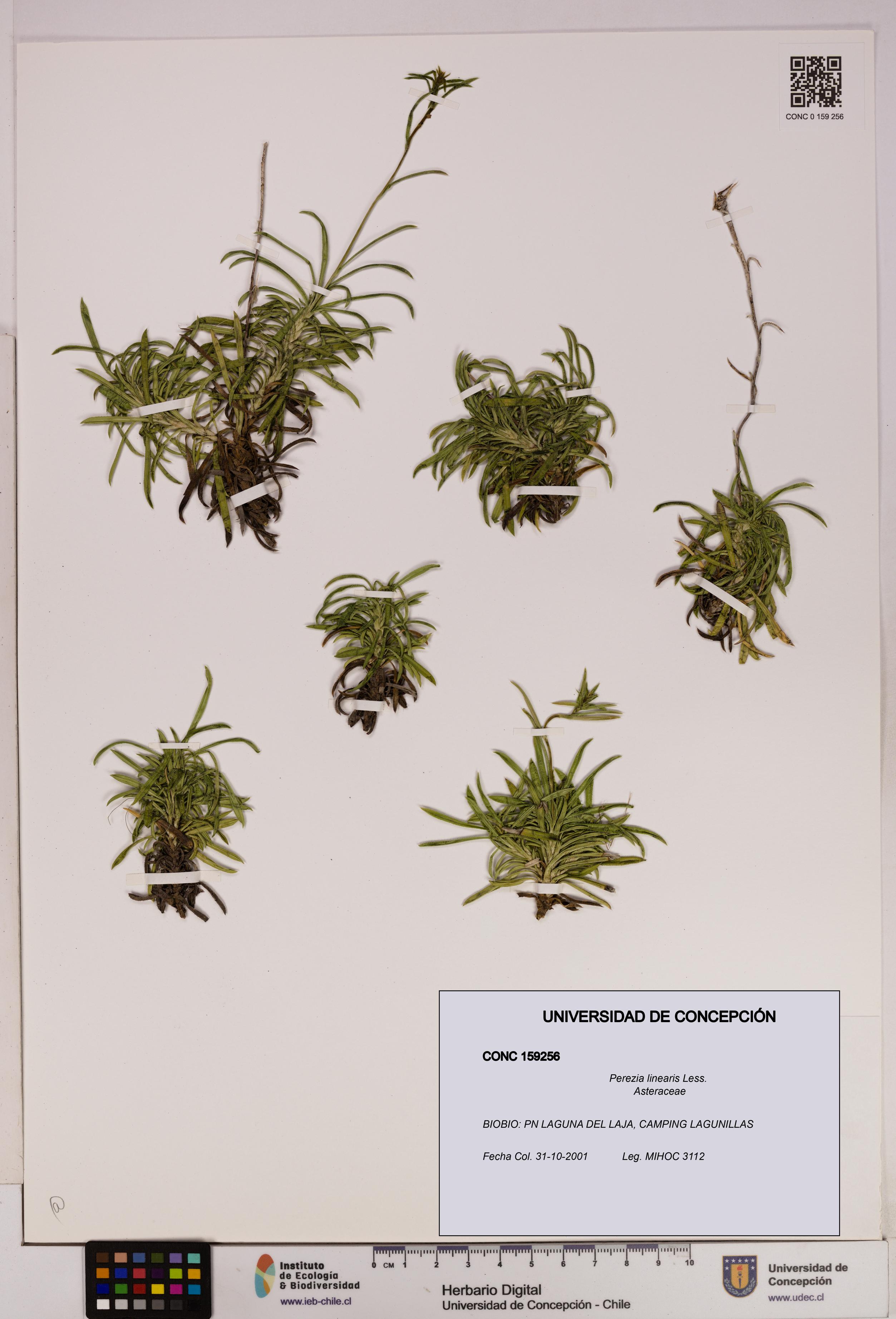 Perezia linearis [Espécimen: UDEC:CONC:0159256]