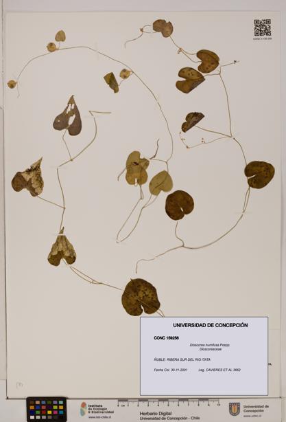Dioscorea humifusa [Espécimen: ]
