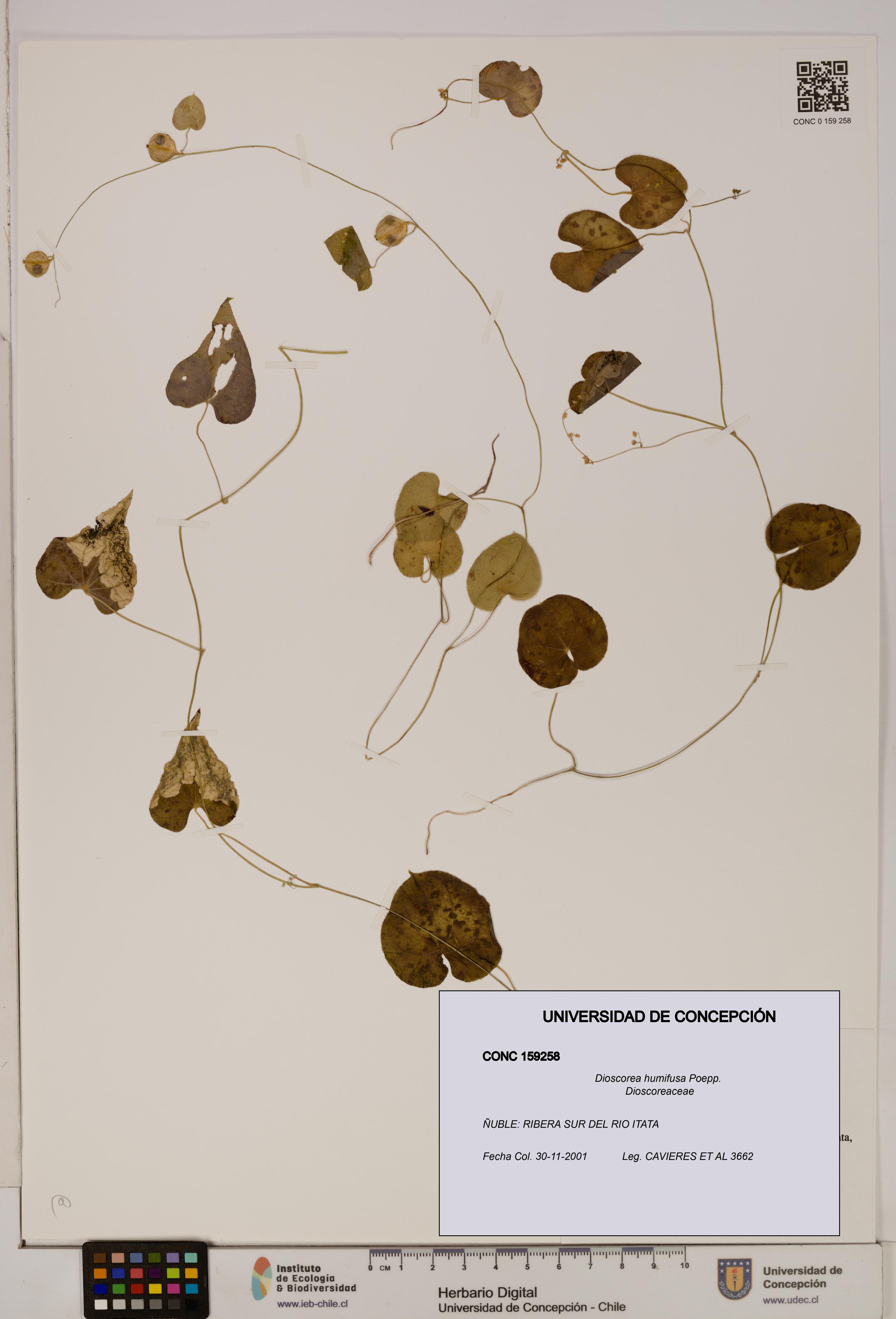 Dioscorea humifusa [Espécimen: ]