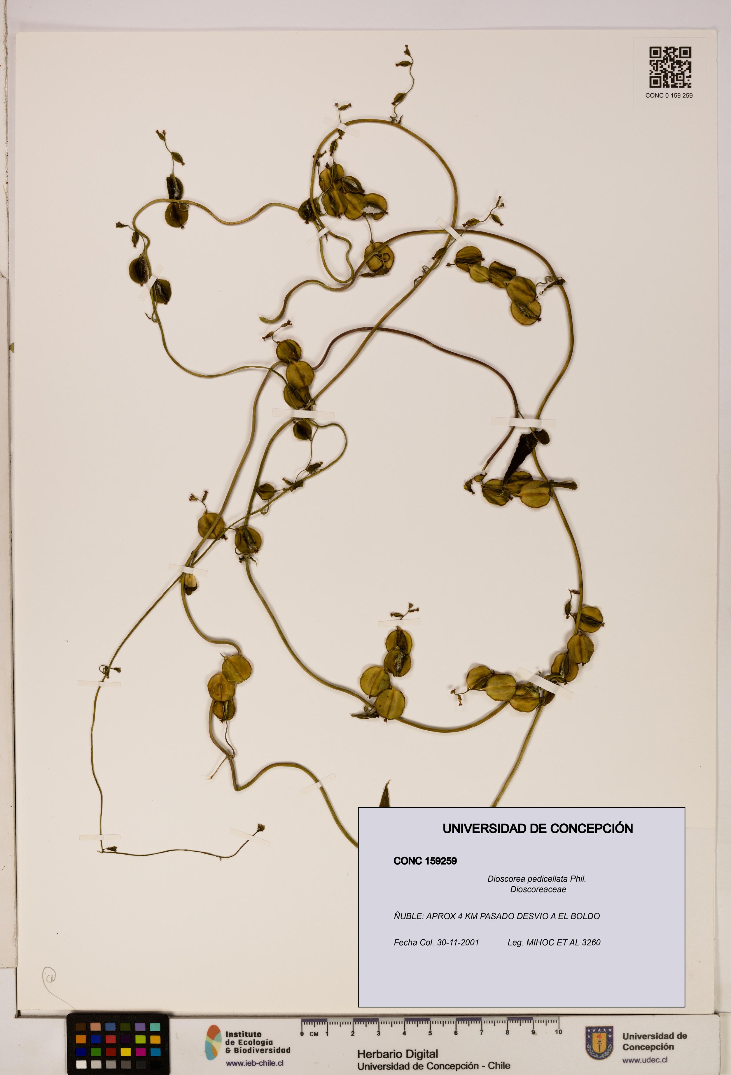 Dioscorea pedicellata [Espécimen: ]