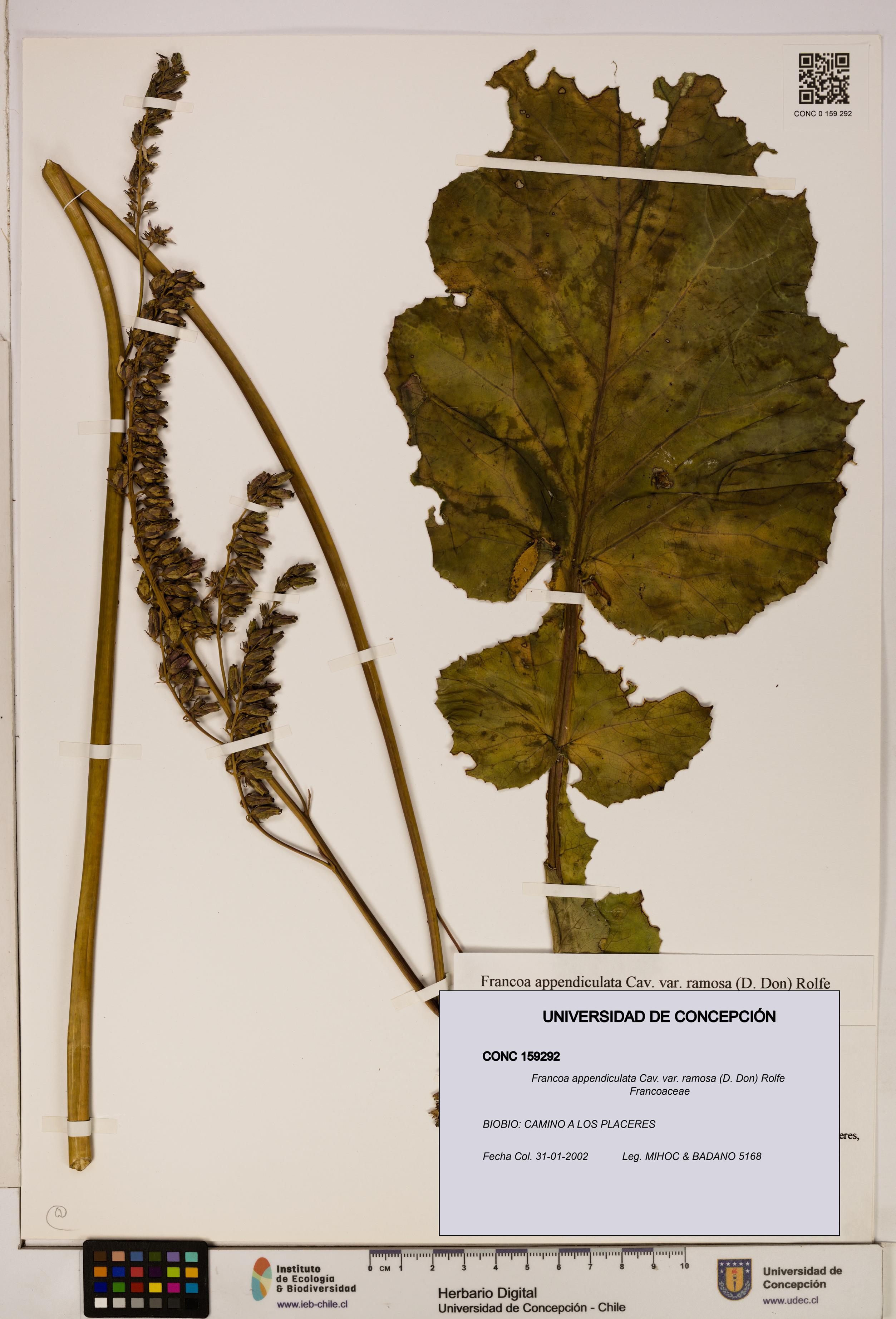 Francoa appendiculata [Espécimen: ]