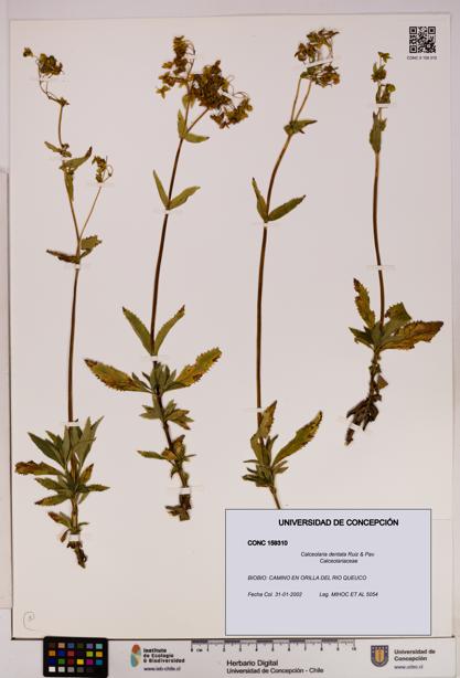 Calceolaria dentata [Espécimen: UDEC:CONC:0159310]