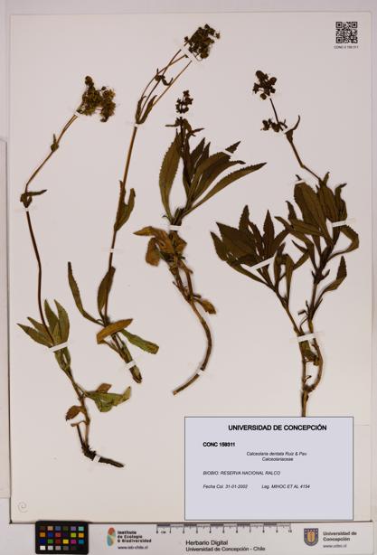 Calceolaria dentata [Espécimen: UDEC:CONC:0159311]