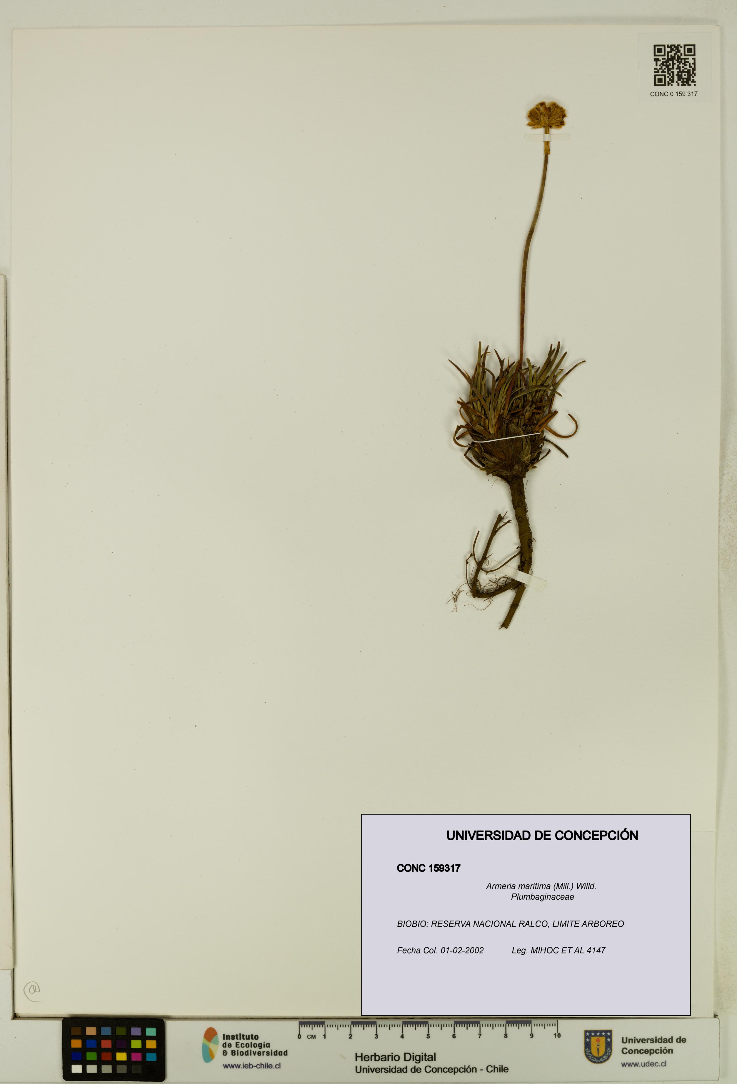 Armeria maritima [Espécimen: UDEC:CONC:0159317]