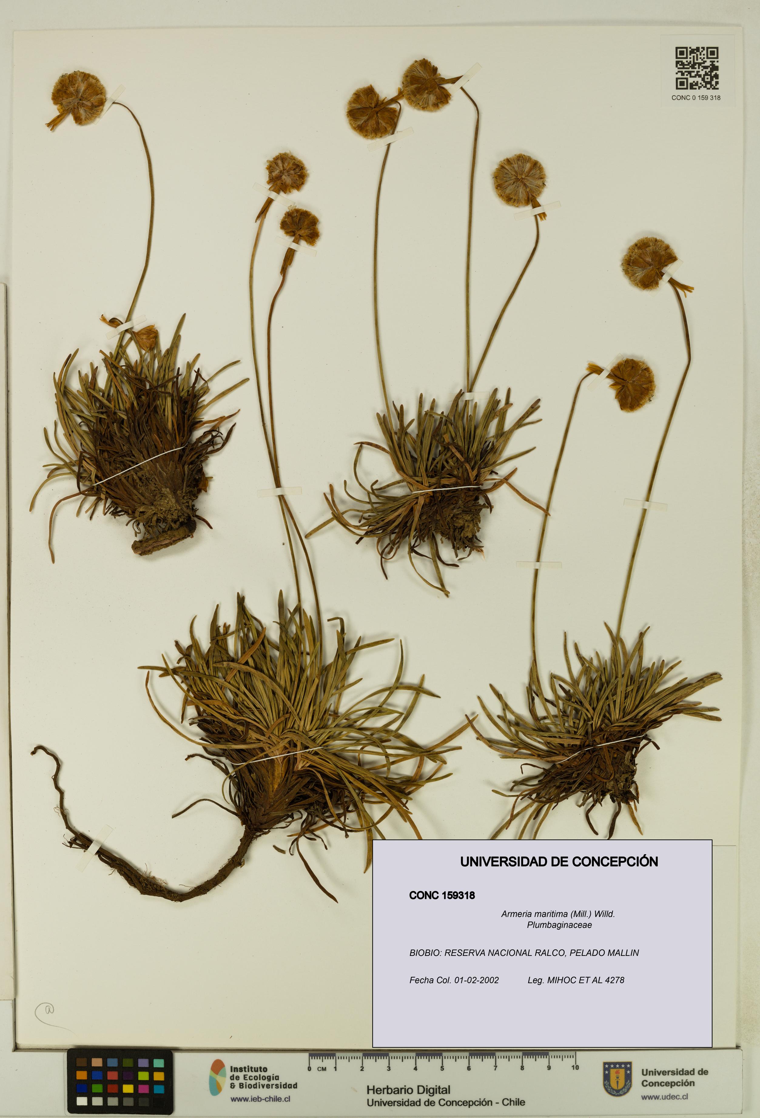 Armeria maritima [Espécimen: UDEC:CONC:0159318]
