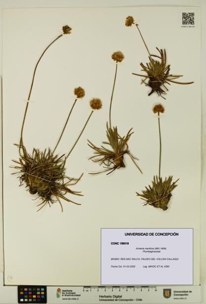 Armeria maritima [Espécimen: UDEC:CONC:0159319]