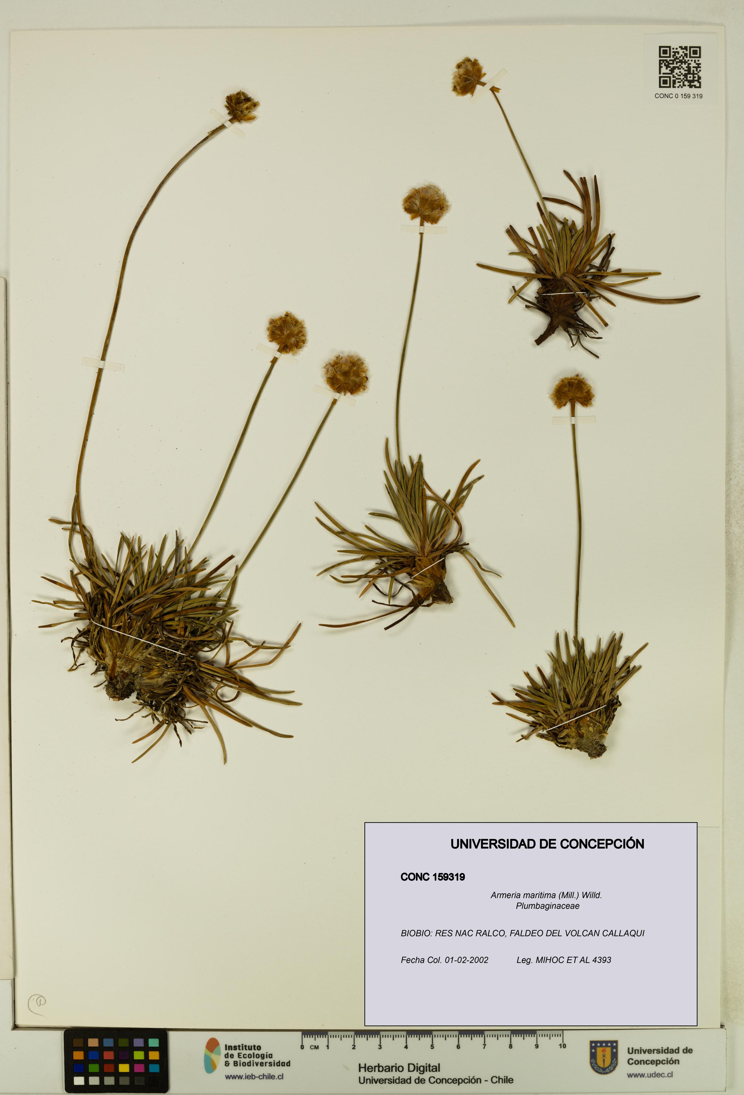 Armeria maritima [Espécimen: UDEC:CONC:0159319]