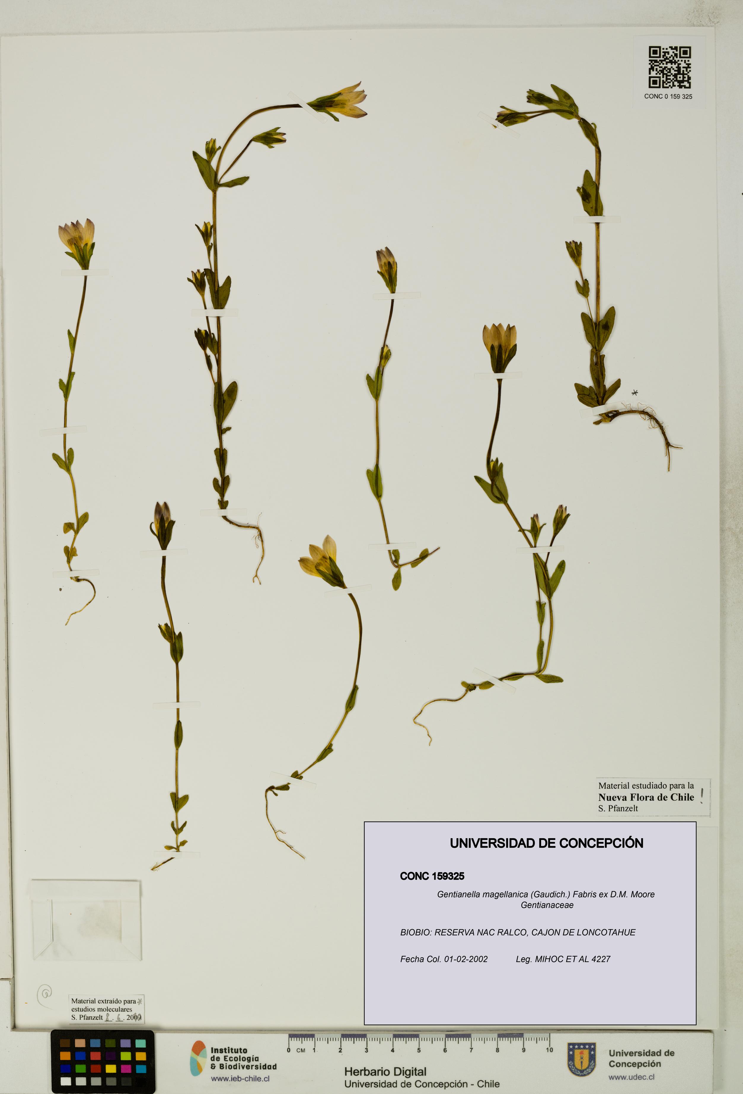 Gentianella magellanica [Espécimen: UDEC:CONC:0159325]