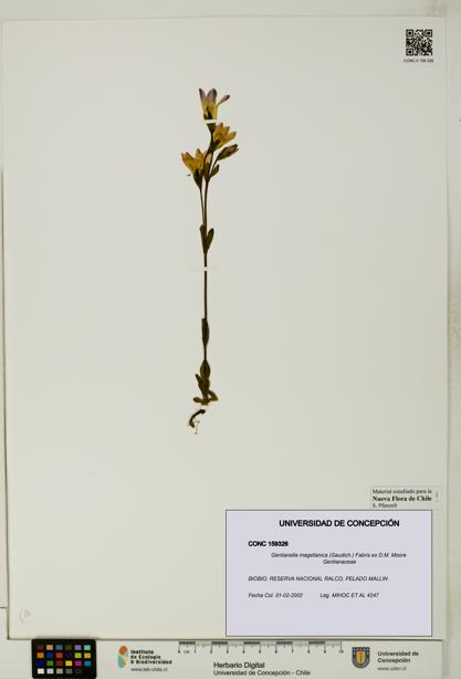 Gentianella magellanica [Espécimen: UDEC:CONC:0159326]