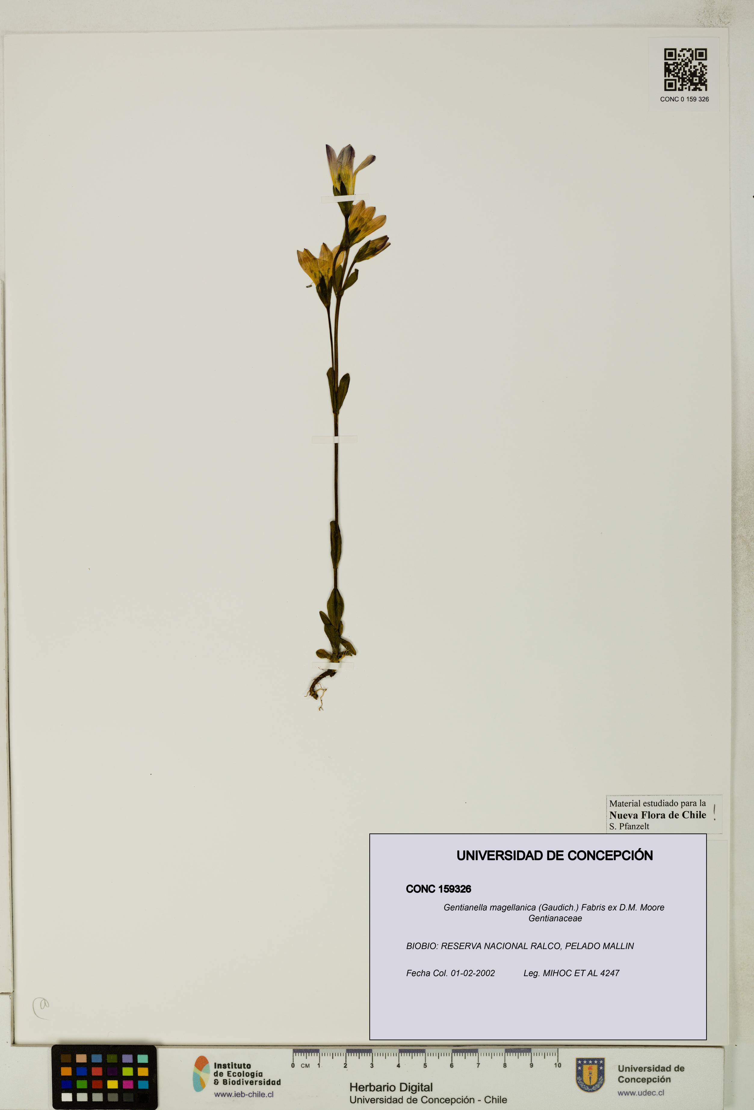 Gentianella magellanica [Espécimen: UDEC:CONC:0159326]