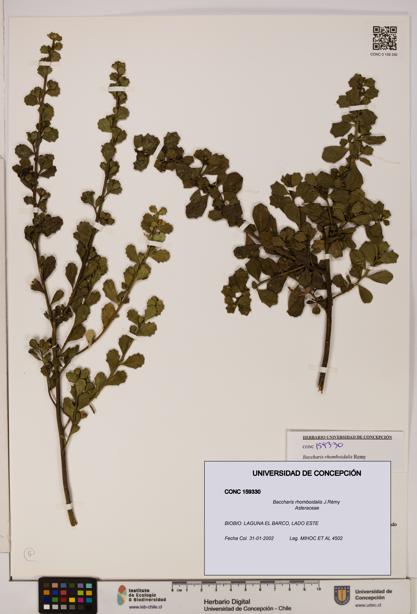 Baccharis rhomboidalis [Espécimen: UDEC:CONC:0159330]