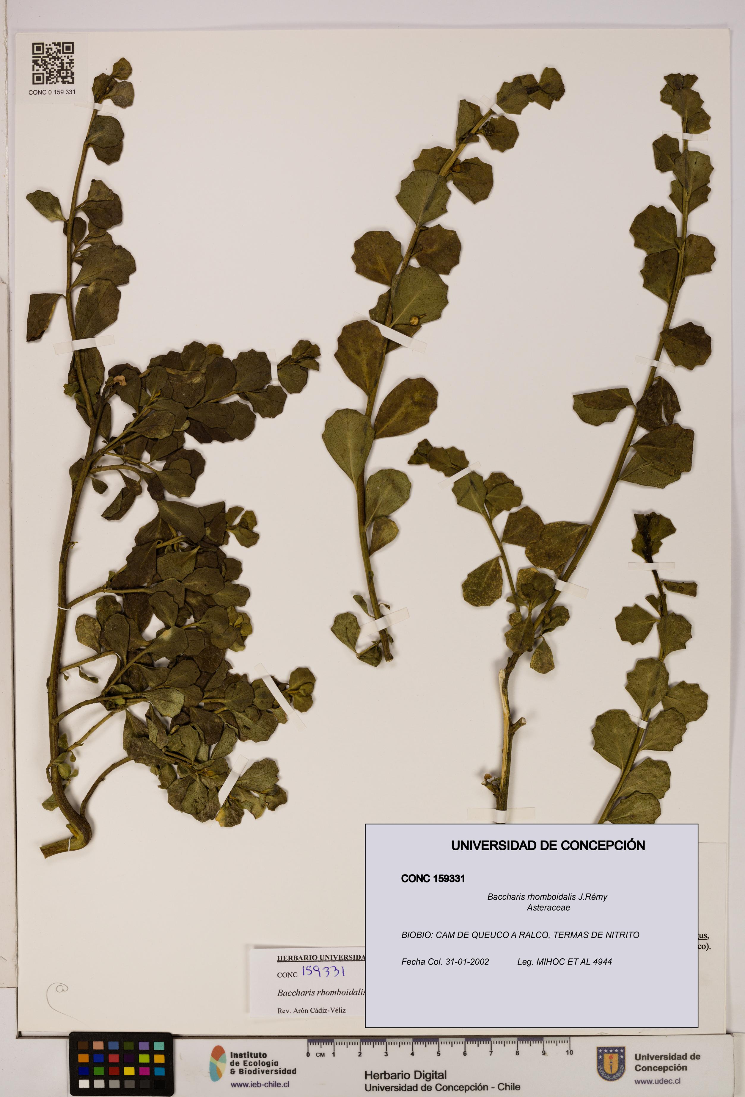 Baccharis rhomboidalis [Espécimen: UDEC:CONC:0159331]