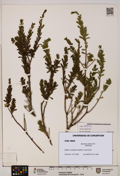 Baccharis patagonica [Espécimen: UDEC:CONC:0159332]