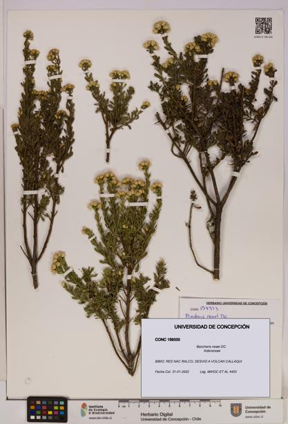 Baccharis neaei [Espécimen: UDEC:CONC:0159333]
