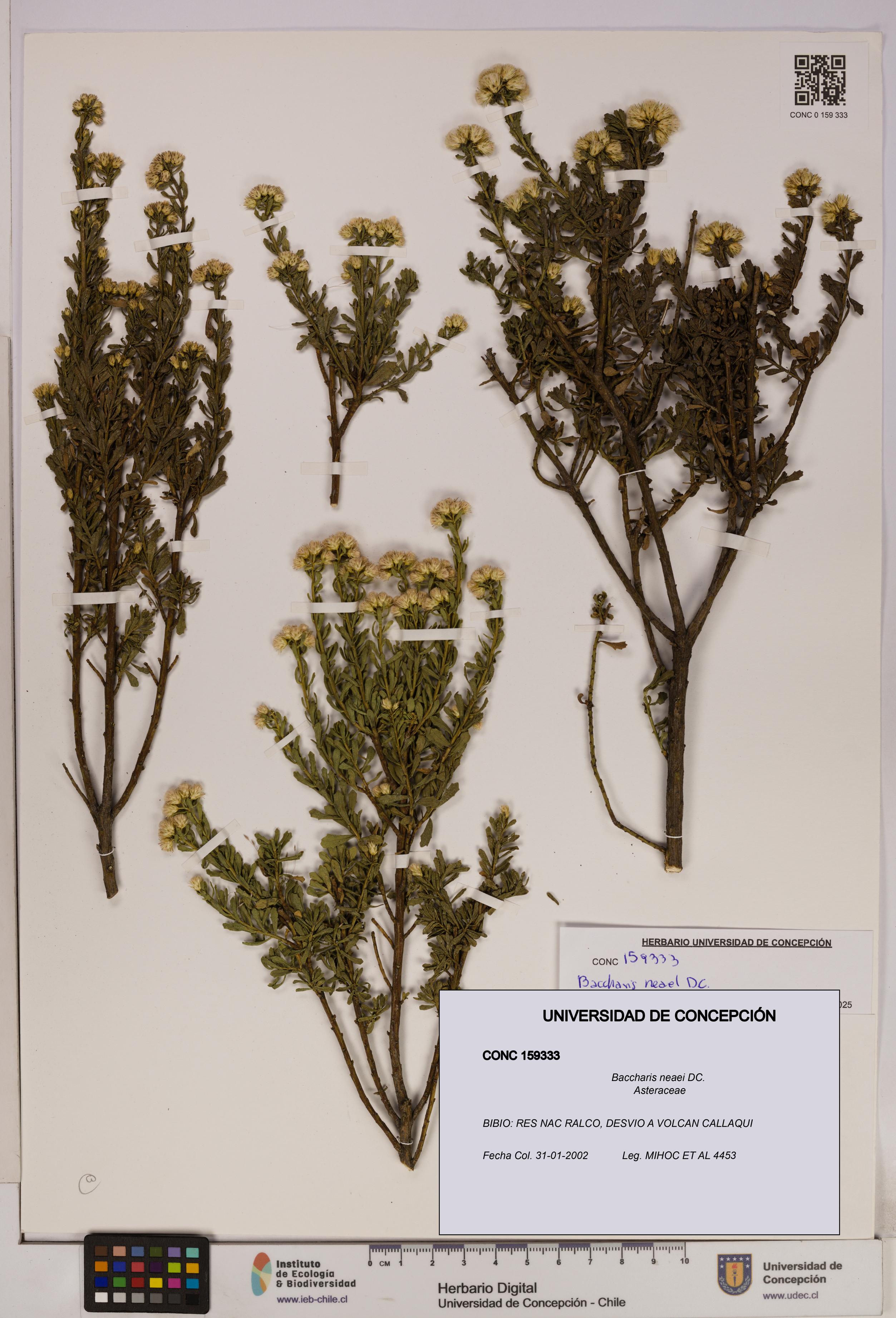 Baccharis neaei [Espécimen: UDEC:CONC:0159333]