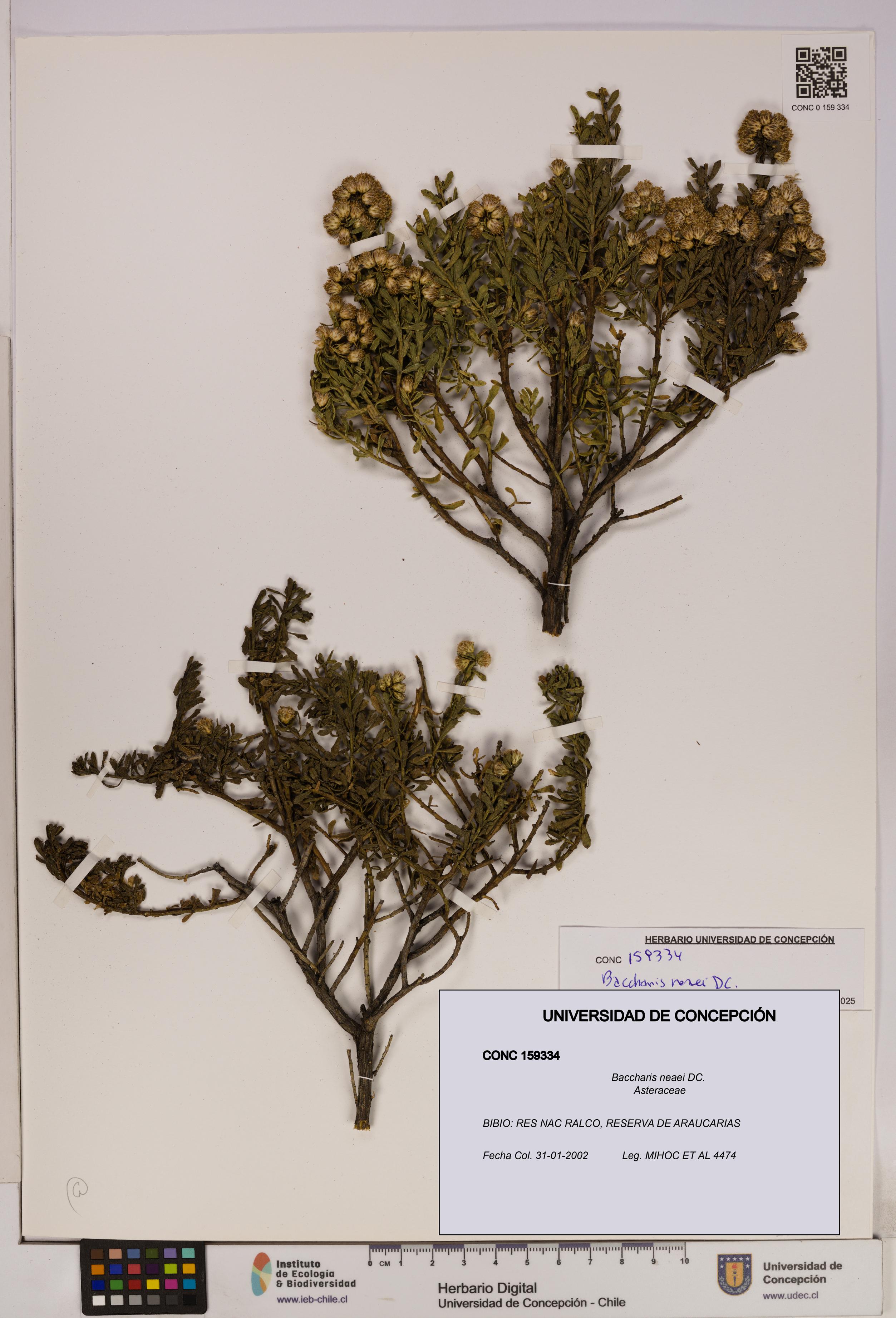 Baccharis neaei [Espécimen: UDEC:CONC:0159334]