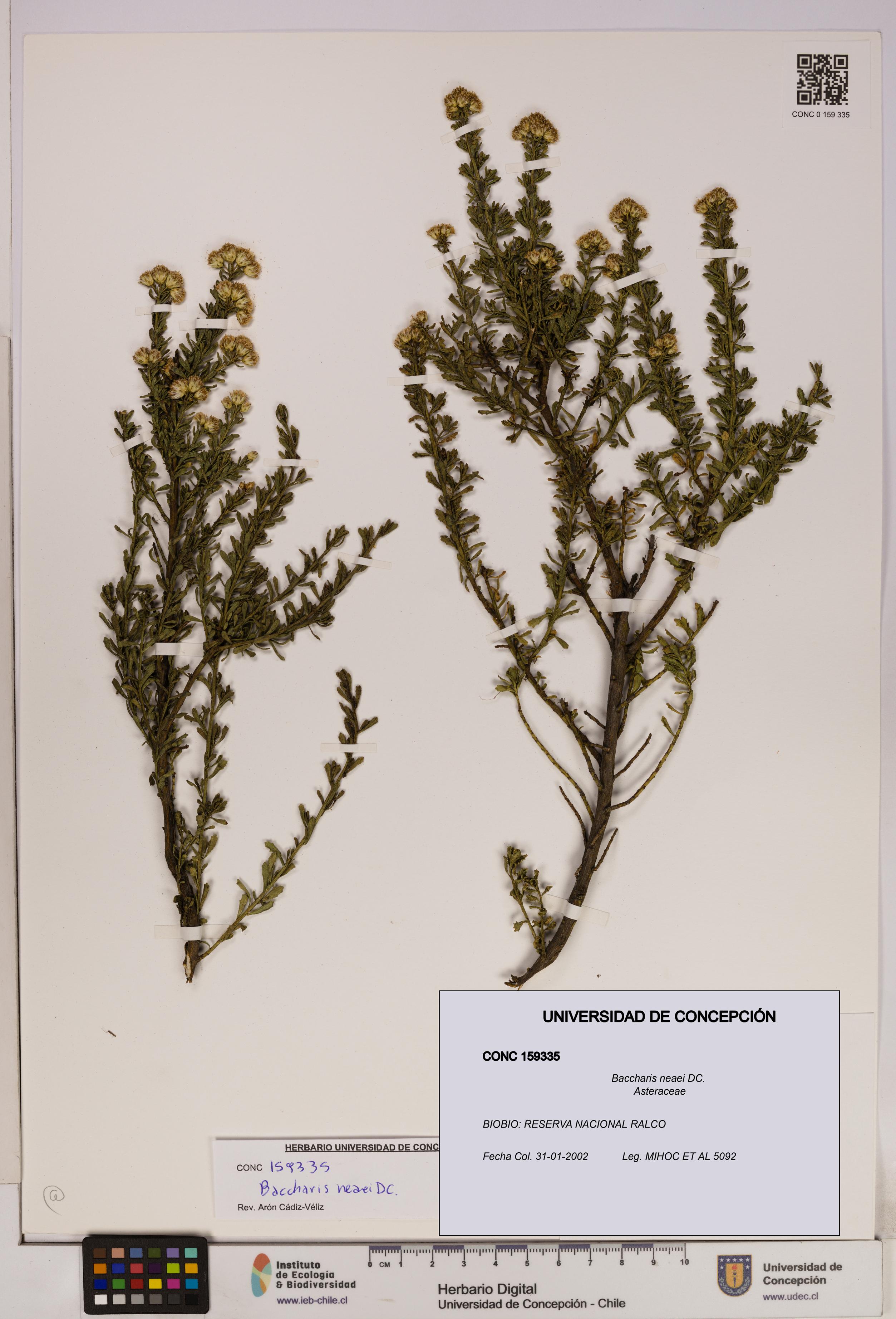 Baccharis neaei [Espécimen: UDEC:CONC:0159335]