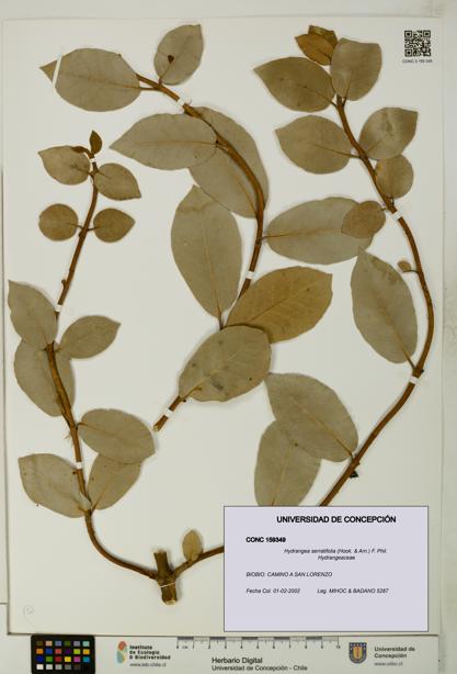 Hydrangea serratifolia [Espécimen: UDEC:CONC:0159349]