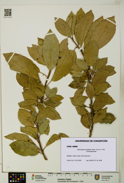 Hydrangea serratifolia [Espécimen: UDEC:CONC:0159350]