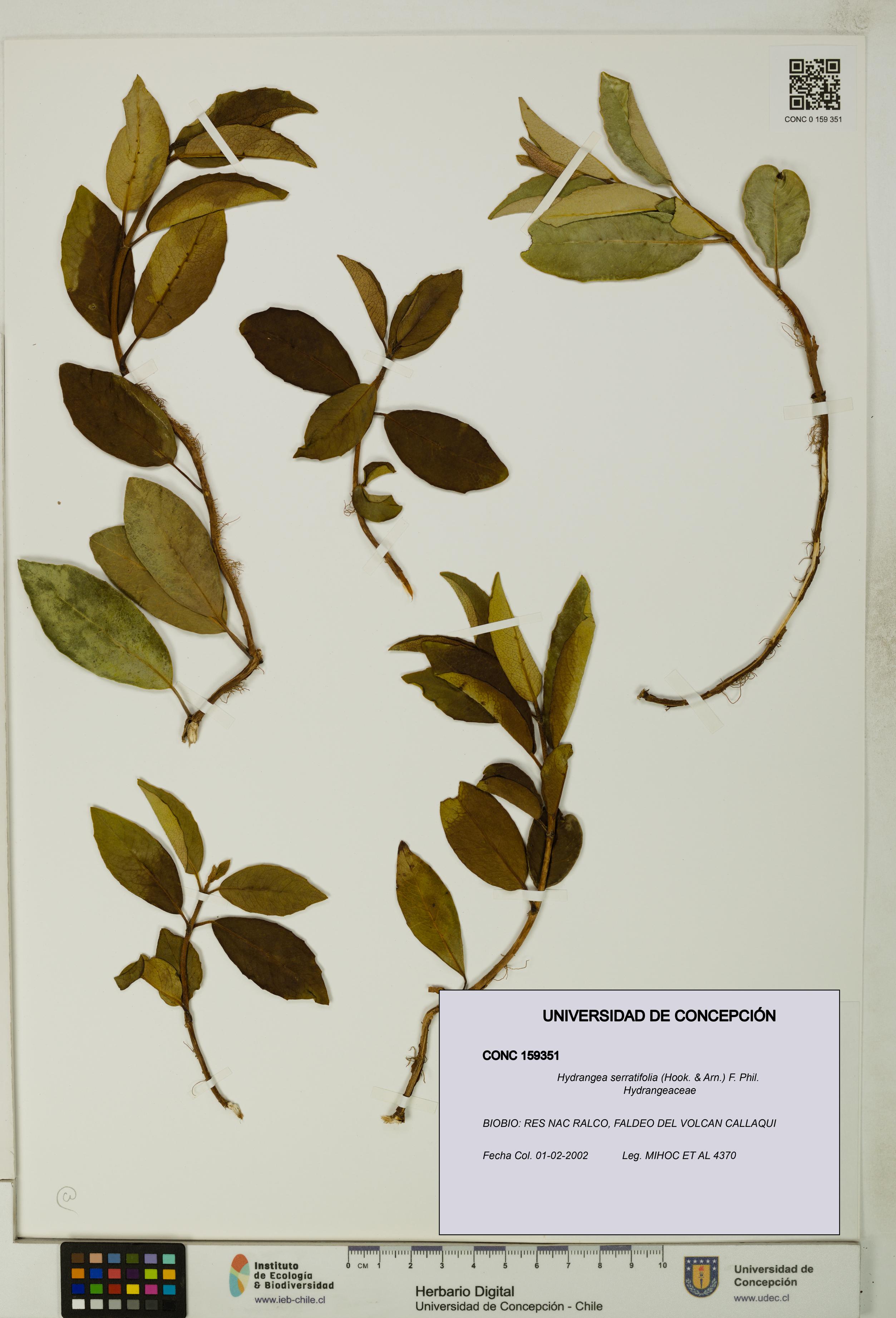 Hydrangea serratifolia [Espécimen: UDEC:CONC:0159351]