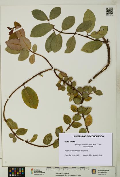 Hydrangea serratifolia [Espécimen: UDEC:CONC:0159352]