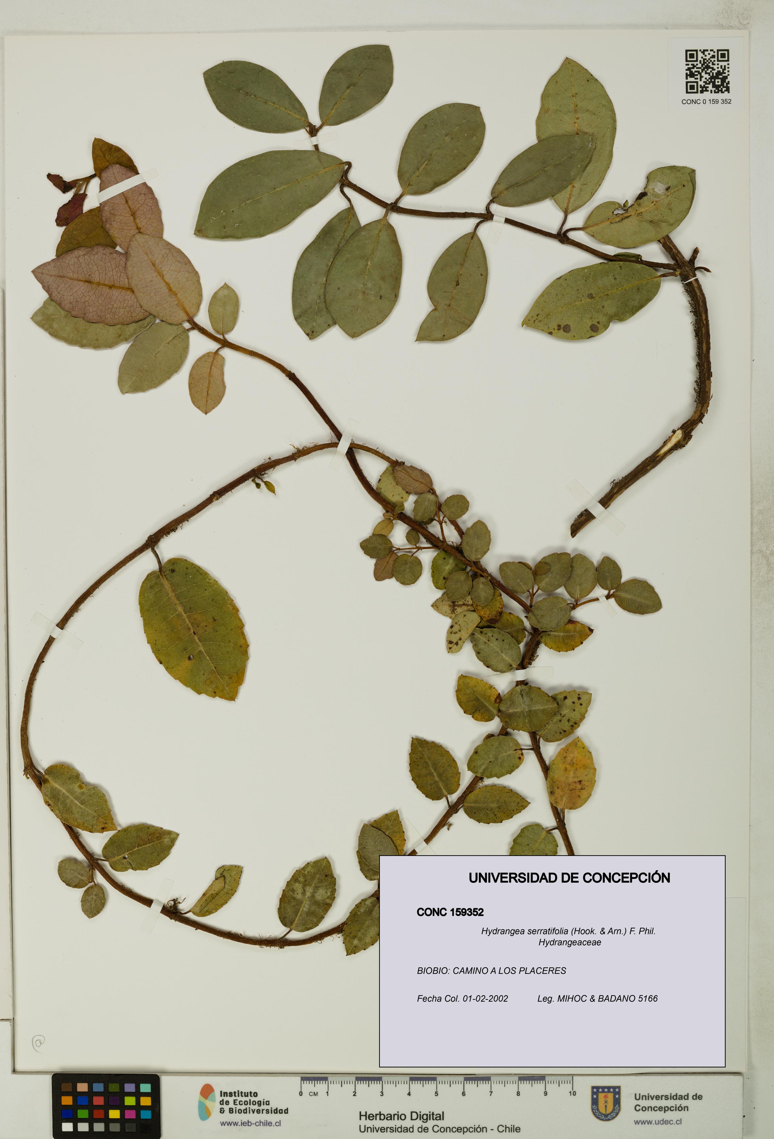 Hydrangea serratifolia [Espécimen: UDEC:CONC:0159352]