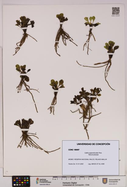 Caltha appendiculata [Espécimen: UDEC:CONC:0159357]