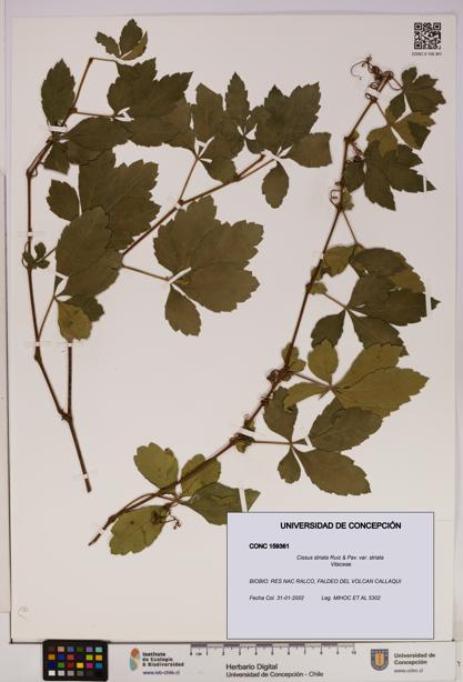 Cissus striata var. striata [Espécimen: UDEC:CONC:0159361]