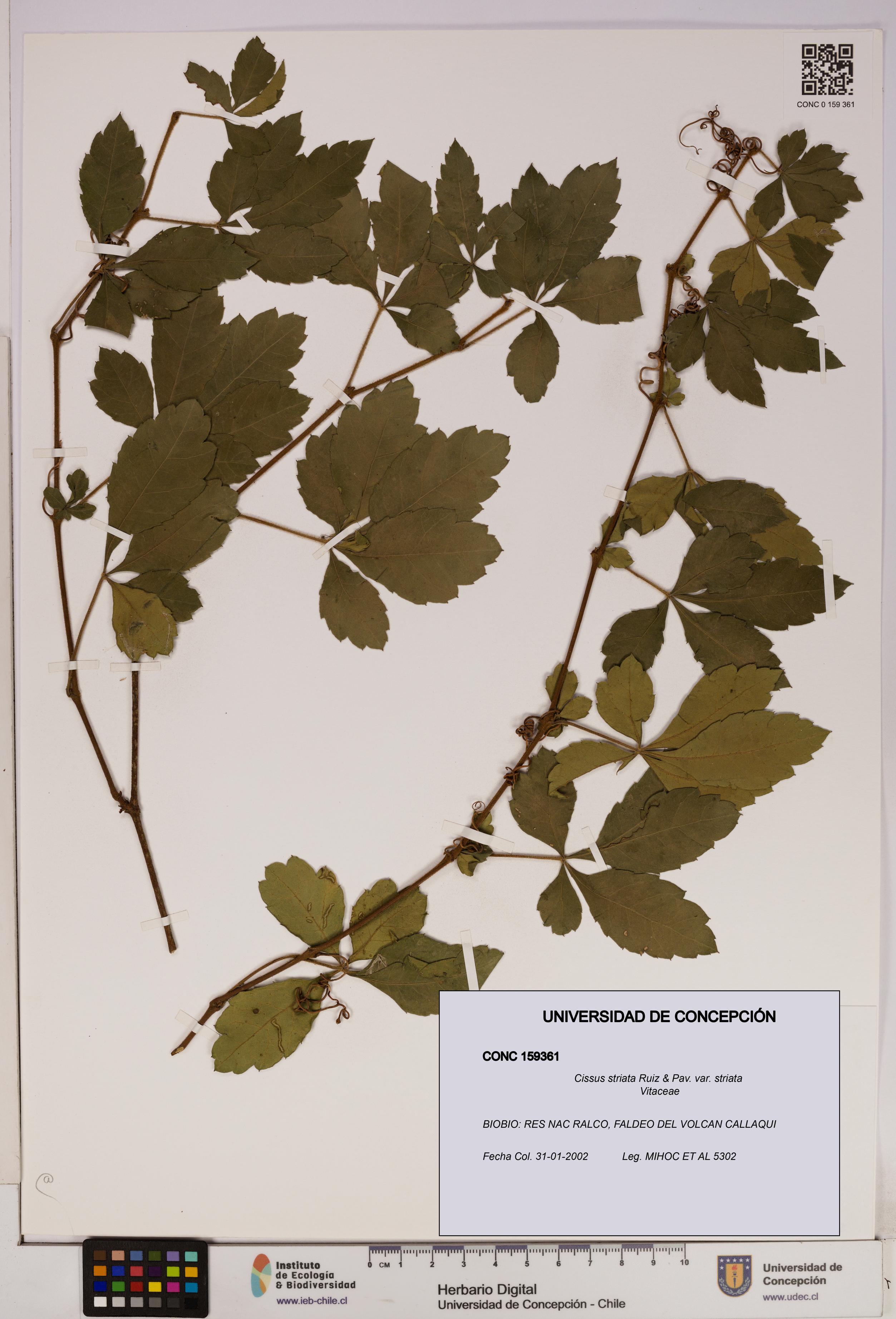 Cissus striata var. striata [Espécimen: UDEC:CONC:0159361]