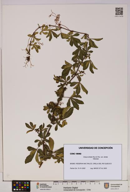 Cissus striata var. striata [Espécimen: UDEC:CONC:0159362]