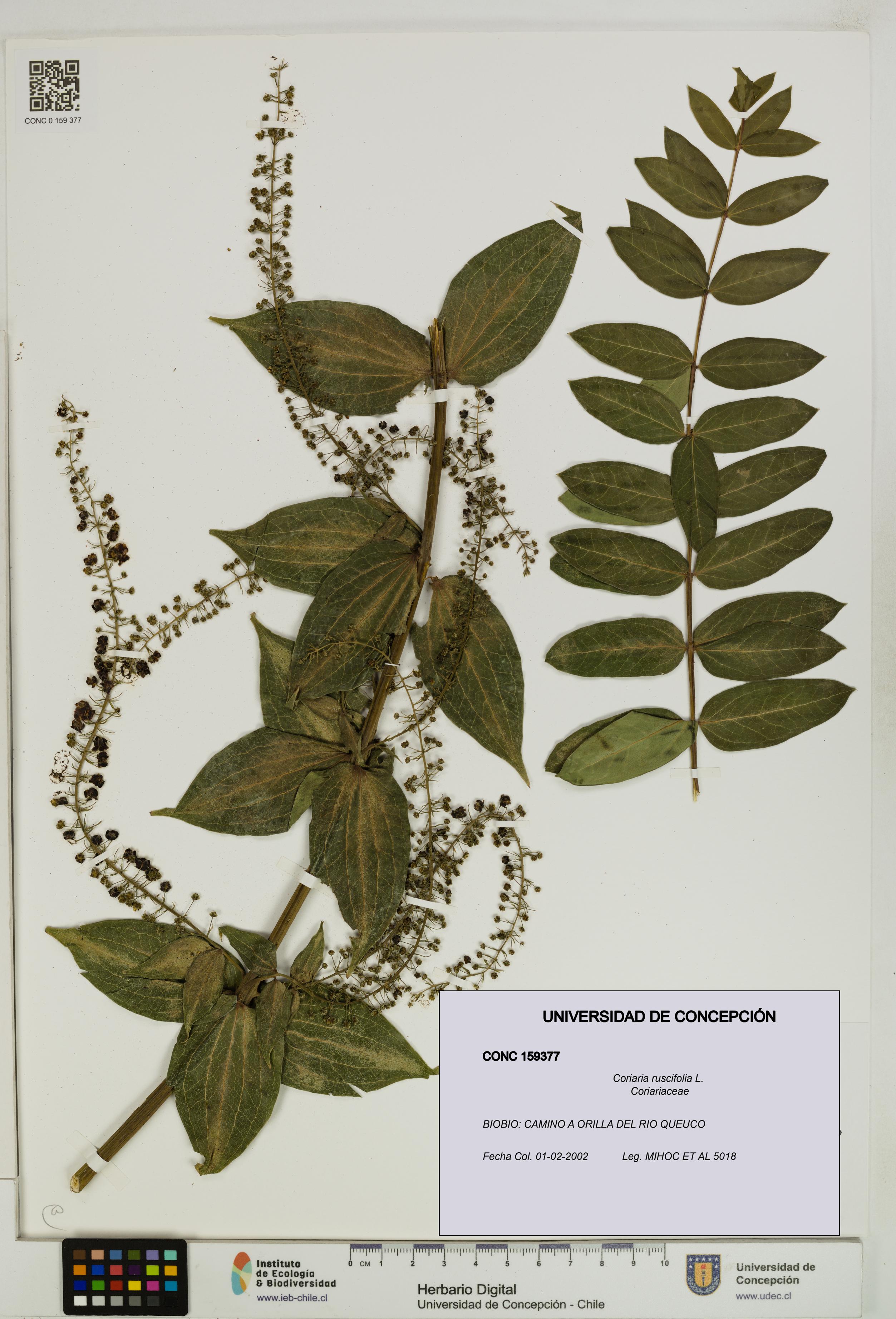Coriaria ruscifolia [Espécimen: ]