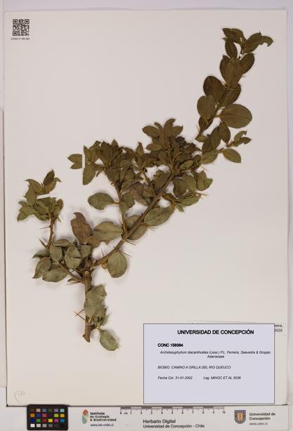 Archidasyphyllum diacanthoides [Espécimen: UDEC:CONC:0159384]