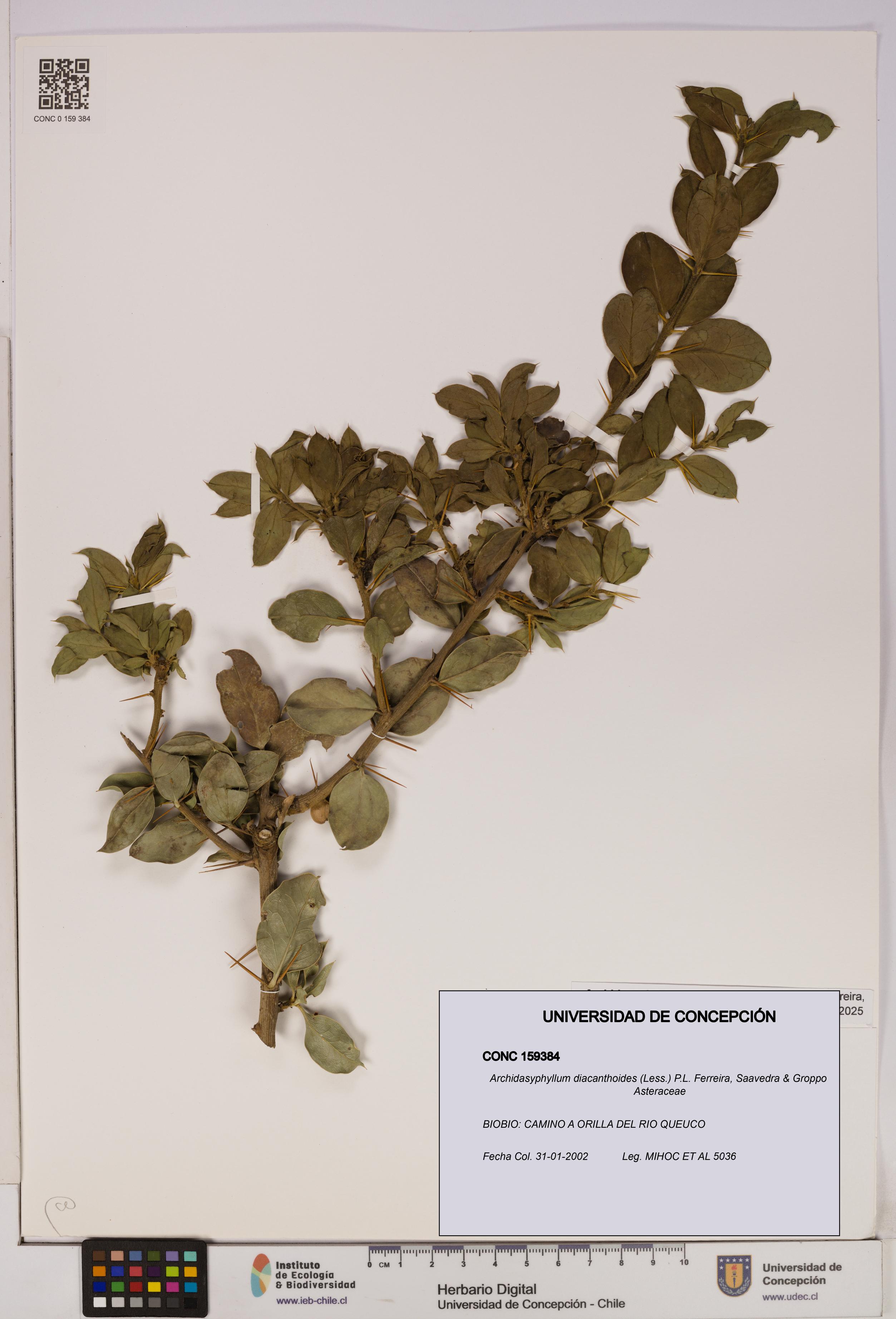 Archidasyphyllum diacanthoides [Espécimen: UDEC:CONC:0159384]